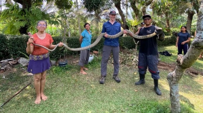 Yayasan Reptil Asih Tabanan saat mengevakuasi ular king kobra di Desa Batu Aji, Kecamatan Kerambitan, Tabanan, Bali, Senin (28/9) [SuaraBali.id/Yayasan Reptil Asih Tabanan]