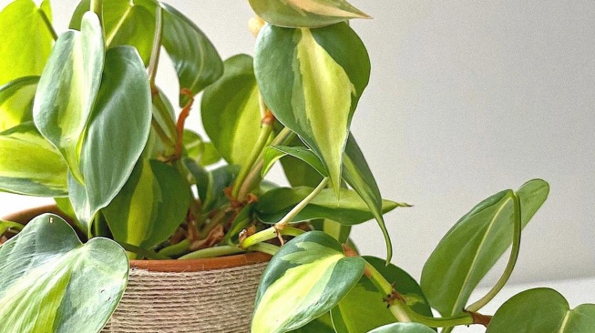 Philodendron hederaceum Brasil atau Sirih Gading Brazil. [Shopee]