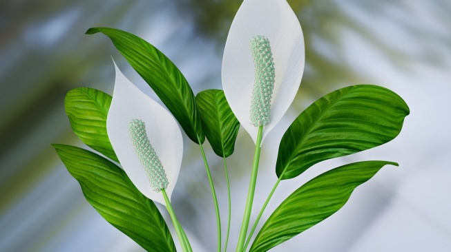 Peace Lily atau Lili Air. [Pixabay]
