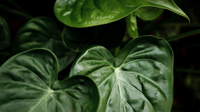 Heartleaf Philodendron. [magnific]