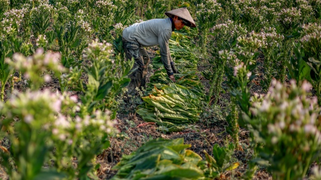 Petani memanen tembakau di Ngringin, Nganjuk, Jawa Timur, Senin (28/9/2026). [ANTARA FOTO/Muhammad Mada/agr]