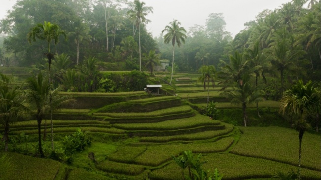 Bukan Sekadar Irigasi, Bagaiaman Tradisi Subak Bali Menjaga Keseimbangan Manusia dan Alam