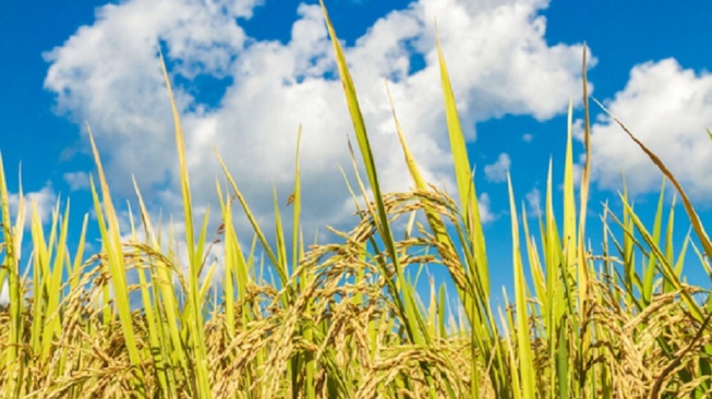 Minyak Goreng Rice Bran Kian Dilirik, Studi Soroti Peran Asam Linoleat bagi Risiko Diabetes Tipe 2