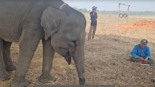 Kisah Haru Erin, Gajah Berbelalai Buntung yang Kerap 'Minder' di Way Kambas