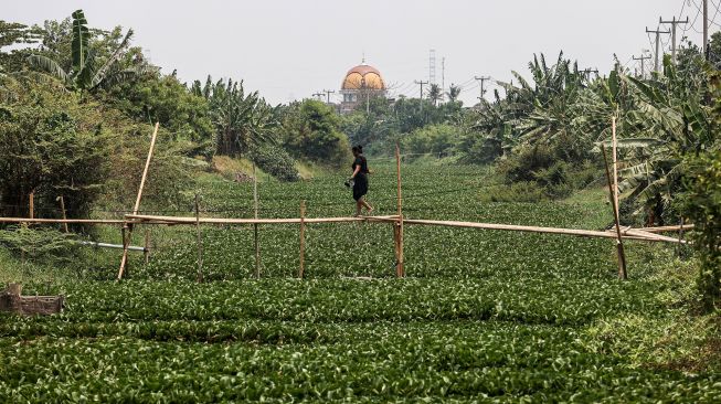 Seorang warga melintasi jembatan bambu di atas aliran Kali Pisang Batu yang dipenuhi eceng gondok di Pahlawan Setia, Tarumajaya, Kabupaten Bekasi, Jawa Barat, Rabu (7/10/2026). [ANTARA FOTO/Darryl Ramadhan/tom]