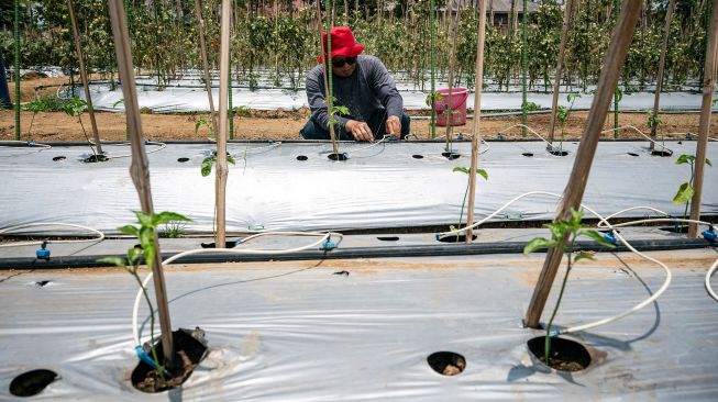 Petani memeriksa alat penyiram tanaman otomatis yang dioperasikan melalui gawai dengan teknologi Internet of Things (IoT) dalam sistem pertanian cerdas (smart farming) di Demplot Manajemen Pangan (DMP) Tambangan, Mijen, Semarang, Jawa Tengah, Kamis (8/10/2026). [ANTARA FOTO/Aprillio Akbar/YU]