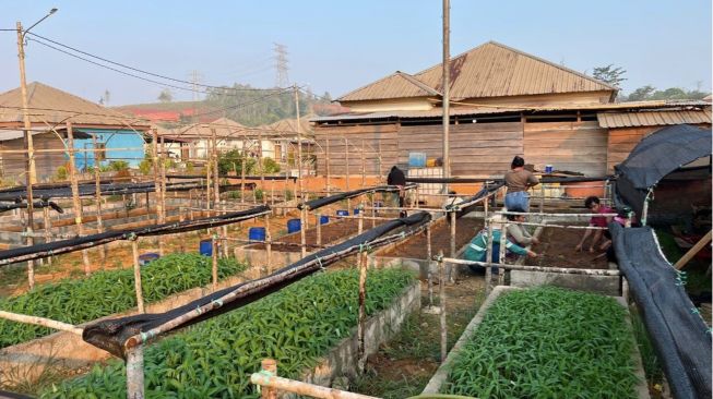 Penguatan kapasitas masyarakat dalam memanfaatkan lahan dan sumber daya lokal sejalan dengan agenda pemerintah untuk meningkatkan ketahanan pangan hingga tingkat desa. (Dok: Harita Nickel)