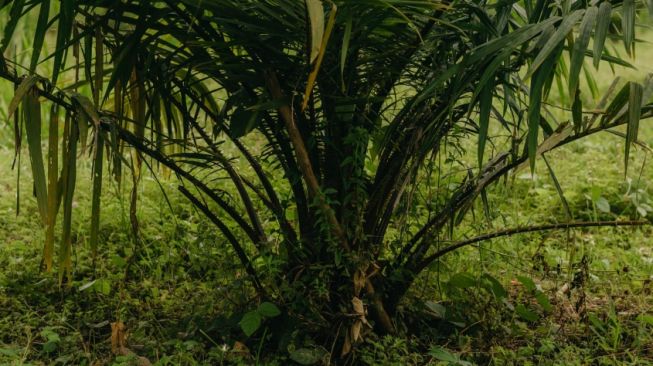 Bisakah Limbah Sawit Gantikan Plastik Sekali Pakai? Studi Ungkap Hal Ini