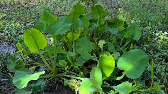 4 Fakta Unik Sayur Genjer, Kenapa Bisa Dikaitkan dengan Stigma G30S/PKI?