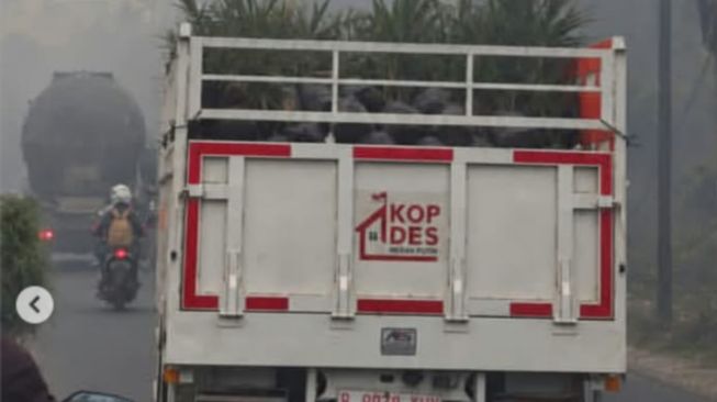Viral Truk Kopdes Angkut Bibit Sawit Lewat Kabut Asap Kebakaran Hutan