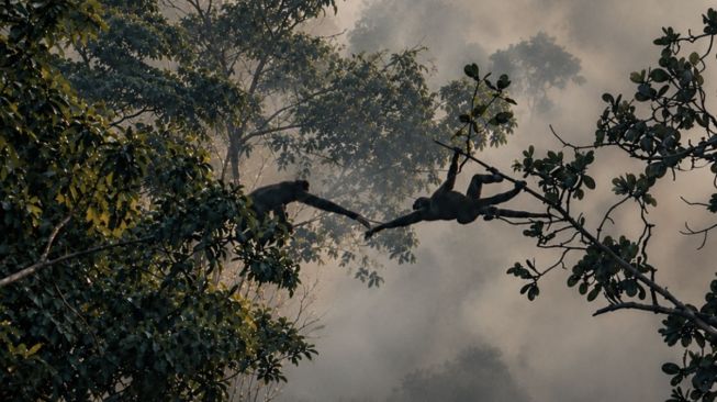 Monyet-monyet Bikin Formasi 'Jembatan Hidup' Selamatkan Diri dari Kebakaran Hutan