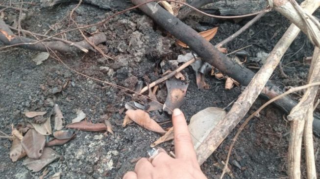 Kemenhut Selidiki Temuan Tengkorak Diduga Orangutan di Kebun Sawit Ketapang
