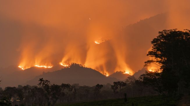 Api membakar vegetasi di kawasan Gunung Arjuno, Lawang, Kabupaten Malang, Jawa Timur, Selasa (20/10/2026). [ANTARA FOTO/Irfan Sumanjaya/YU]