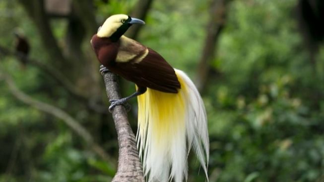Nasib Hutan Papua jika Burung Cenderawasih Kehilangan Habitat dan Pohon Pakan