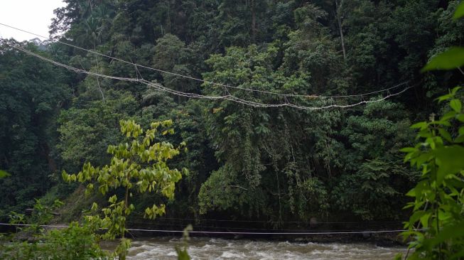 Tiga Jembatan di Batang Toru, Ikhtiar Menjaga Satwa Liar Tetap Terhubung