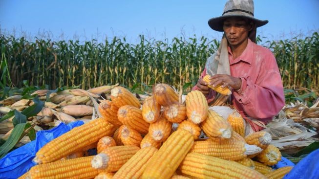 Bulog disiapkan mengambil peran sebagai offtaker atau pembeli siaga yang menyerap surplus jagung petani. (Dok. Bulog)