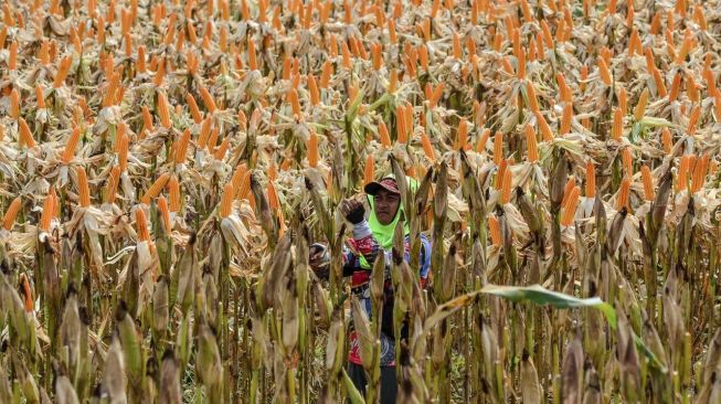 Bulog memiliki peran strategis sebagai penyangga pasokan jagung nasional melalui penguatan ekosistem kemitraan antara petani jagung, koperasi, dan peternak ayam petelur. (Dok. Bulog)
