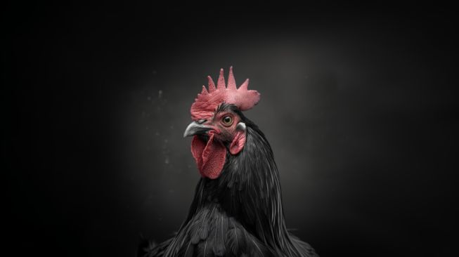 Arti Ayam Berkokok Tengah Malam Jam 11 sampai 2 Malam Menurut Primbon Jawa