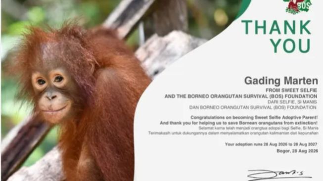 Sertifikat adopsi orang utan milik Gading Marten. [Instagram/@gadiiing]