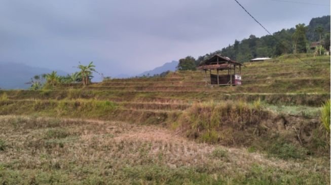 Kemarau Panjang di Kandangwesi, Bagaimana Masyarakat Adat Pulihkan Hutan Demi Jaga Sumber Air?