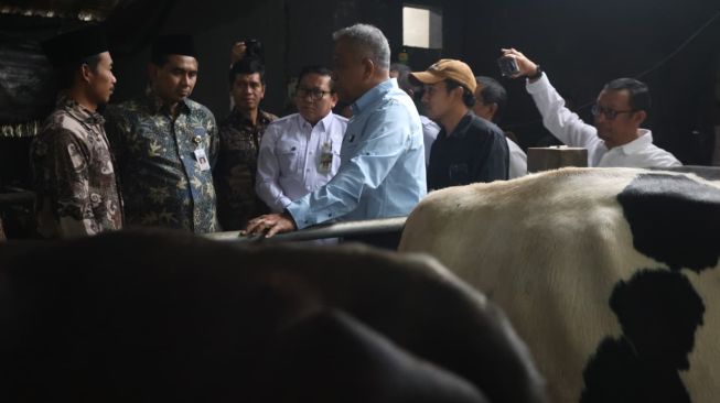 Magelang Disiapkan Jadi Sentra Susu Baru, Wagub Taj Yasin Pastikan Dukungan Kesehatan Ternak