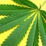 AS Perbolehkan Penjual Ganja Buka Rekening Bank