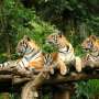 Masuk Kandang Harimau, Seorang Lelaki Diterkam