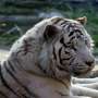 Lempar Harimau Siberia Dengan Batu, Pengunjung Kebun Binatang Ditangkap