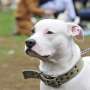Diserang Pit Bull, Bayi Dilarikan ke Rumah Sakit