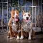 Dobrak Rumah, Dua Ekor Pit Bull Gigit Nenek 85 Tahun Hingga Tewas