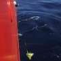 TPL-25 dan Bluefin-21, Duet Andalan Pencari MH370