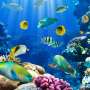 Studi: Ikan Mulai Kehilangan Insting Survival