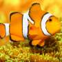 Ikan Badut "Nemo" Sudah Ada Sejak Era Dinosaurus