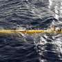Cari MH370, "Bluefin-21" Menyelam Lebih Dalam dari Biasanya