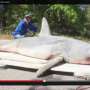 Mancing di Pantai, Nelayan Dapat Hiu 365 Kg