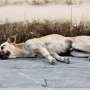 Mirip Hachiko, Anjing Ini Setia Tunggu Majikannya Selama 3 tahun