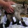 Ajaib, Anak Kambing Berkelamin Ganda dan Berkaki Delapan 