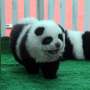 Hewan 'Anjing Panda' Muncul di Cina