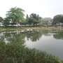 Menemukan Kedamaian di Taman Situ Lembang 