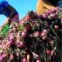 Harga Bawang Merah Terus Naik