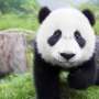 Tebak Skor Pertandingan Piala Dunia, Cina Gunakan Bayi Panda 