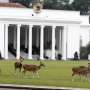 Penggeseran Pagar Istana Bogor Picu Polutan