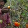 Petani Berharap Presiden Terpilih Atasi Kelangkaan Pupuk