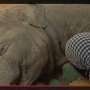 Wow, Nyanyian Perempuan Ini Bikin Gajah 'Ngorok'