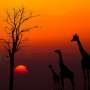 Asyik, Sekarang Bisa Jalan-jalan di Taman Safari Kenya Secara Virtual!
