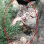 Makhluk Aneh Mirip "Gollum" Muncul di Cina