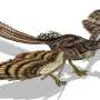 Fosil Utuh Ungkap Kemampuan Terbang Archaeopteryx Si Burung Purba