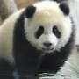 Ulang Tahun Panda Ini Dirayakan Ribuan Orang