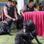 TPS Prabowo Juga Dijaga Dua Anjing Labrador