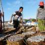 Petani dan Nelayan di Indonesia Masih Miskin 